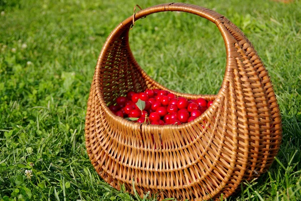Basket full of cherries — Stock Photo, Image