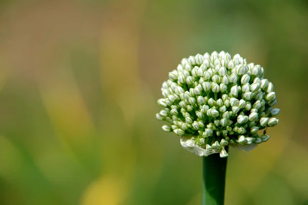 Semena cibule — Stock fotografie