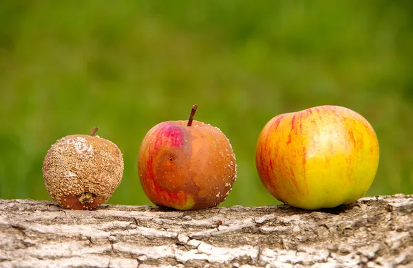 Gesunder und fauler Apfel — Stockfoto