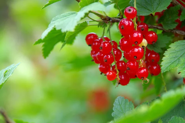 Redcurrants — Stock Photo, Image