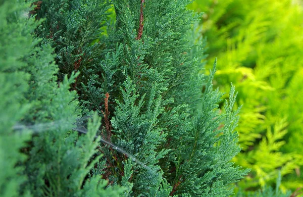 Thuja — Stockfoto