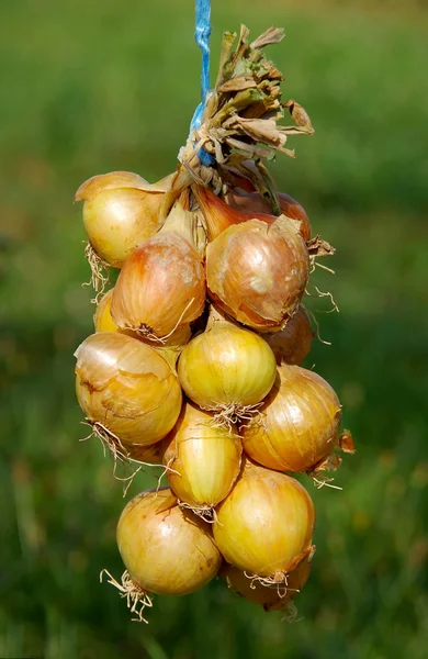 Bawang — Stok Foto