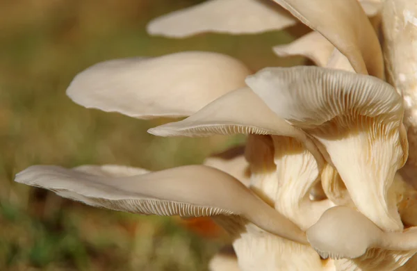 Oyster mushrooms — Stock Photo, Image