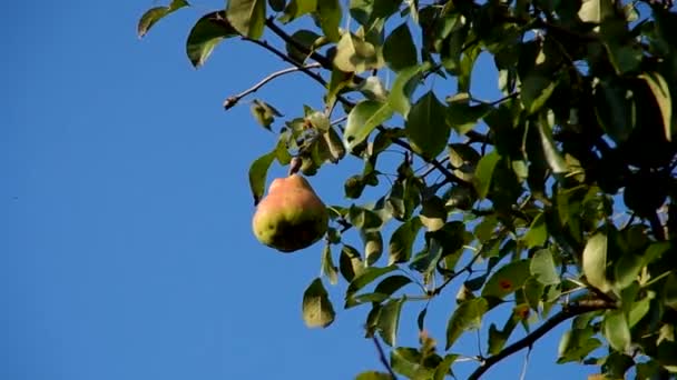 Birne auf dem Baum — Stockvideo