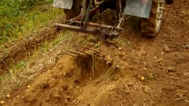 Graven van aardappelen — Stockvideo