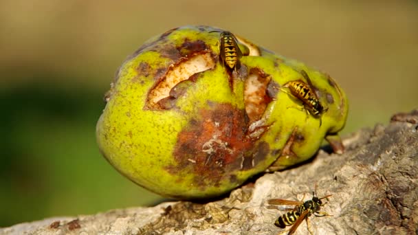 Guêpe sur une poire — Video