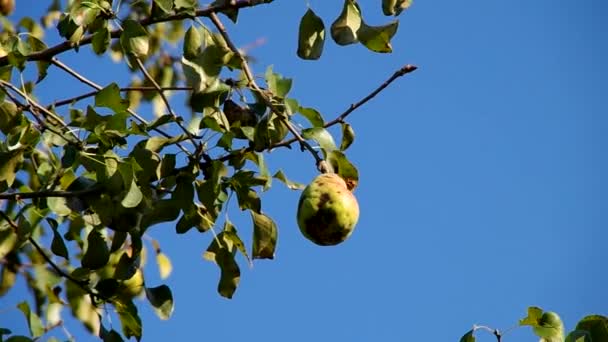 Pear on tree — Stock Video