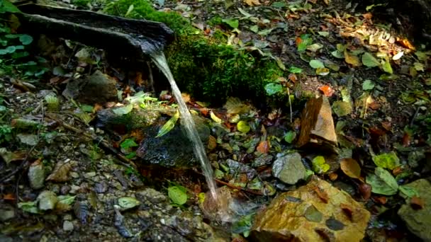 Trinkwasser im Wald — Stockvideo