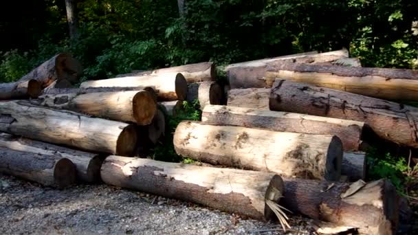 Madera en el bosque — Vídeos de Stock