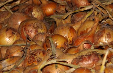 Soğan