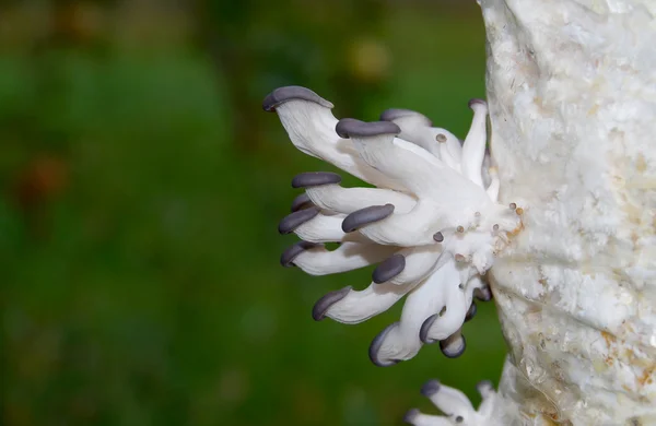 Oyster mushroom. — Stock Photo, Image