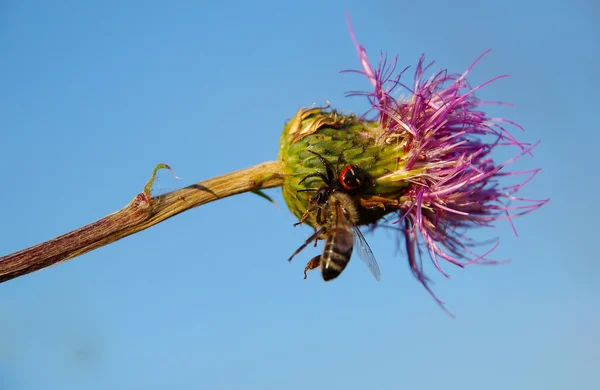 Pająk zjada Pszczoła — Zdjęcie stockowe