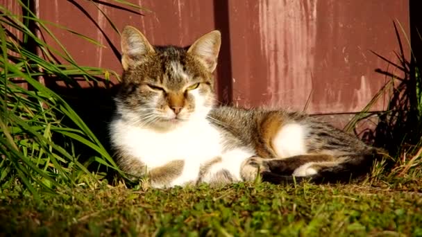 Gato adormece — Vídeo de Stock