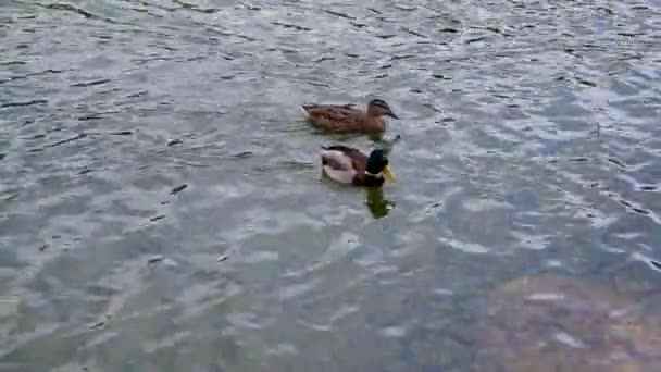 canard et canard