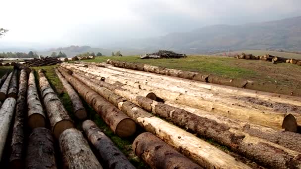 Madera del bosque — Vídeos de Stock