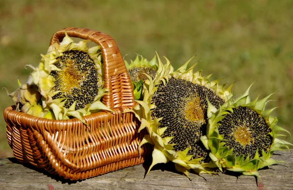 Sunflower in basket — Stock Photo, Image