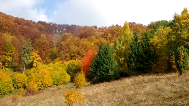 Nature in autumn — Stock Video