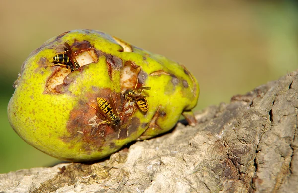 Wasp on a pear — Stock Photo, Image