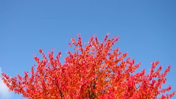 Листья на дереве — стоковое видео