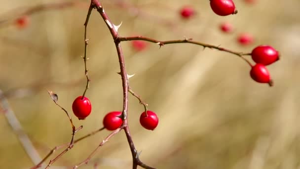 Rosa canina — Video Stock