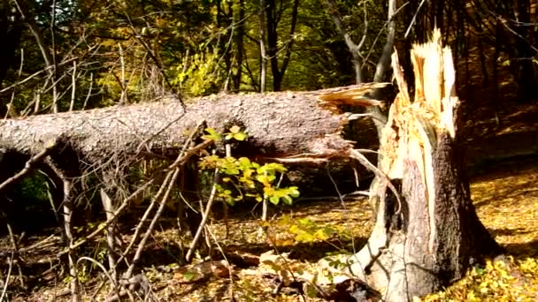 Сломанное дерево — стоковое видео