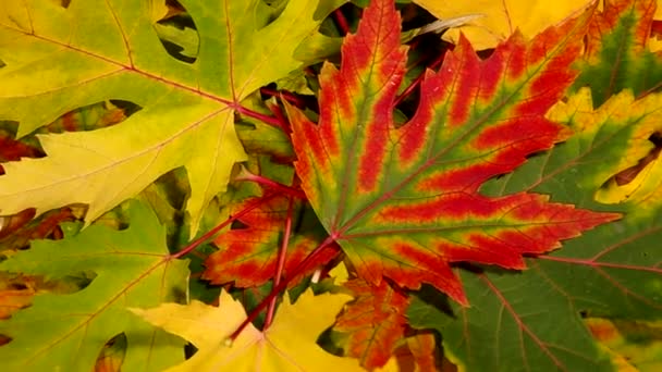 Colorful leaves — Stock Video