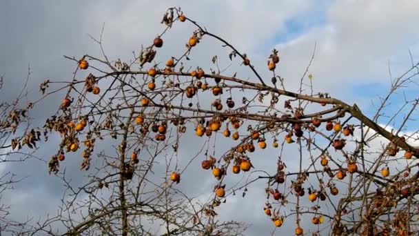 Dried apples — Stock Video