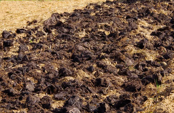 Cow manure — Stock Photo, Image