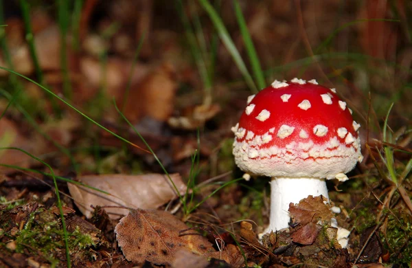 Toadstool vermelho — Fotografia de Stock