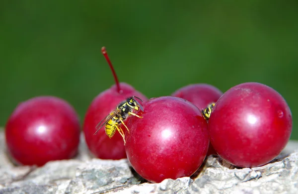 Wasp on a plum. — Stock Photo, Image
