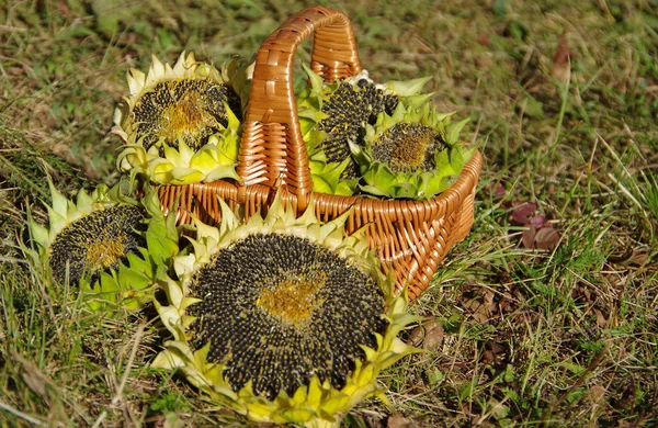 Sunflowers in a basket. — Stock Photo, Image