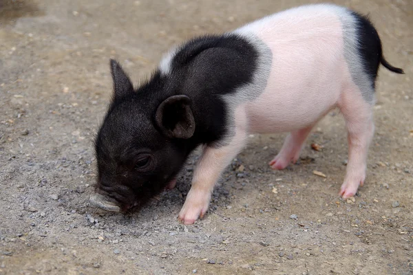 Weinig piggy Stockafbeelding