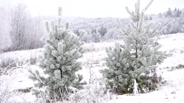 Холодные хвойные деревья — стоковое видео