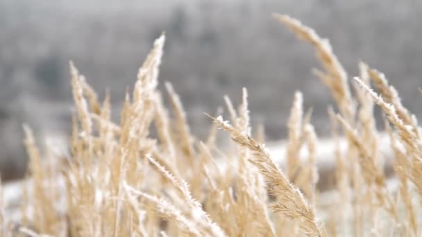 Frozen grass — Stock Video