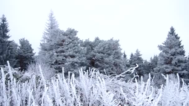 凍った風景 — ストック動画