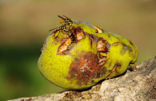 Wasp On A Pear — Stock Photo, Image