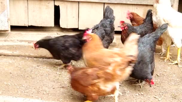 Alimentar a los pollos — Vídeo de stock