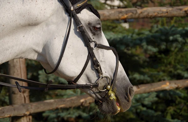 White horse — Stock Photo, Image