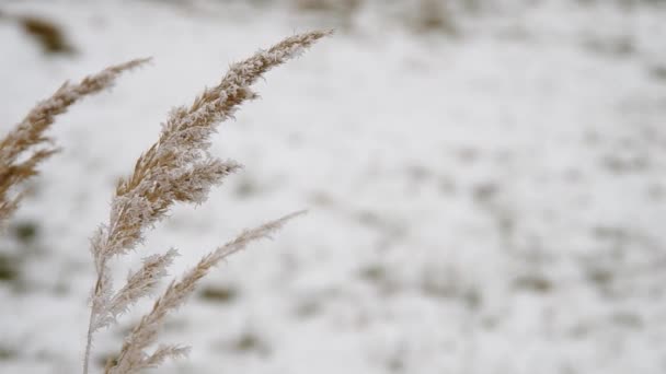 Замерзшая трава — стоковое видео