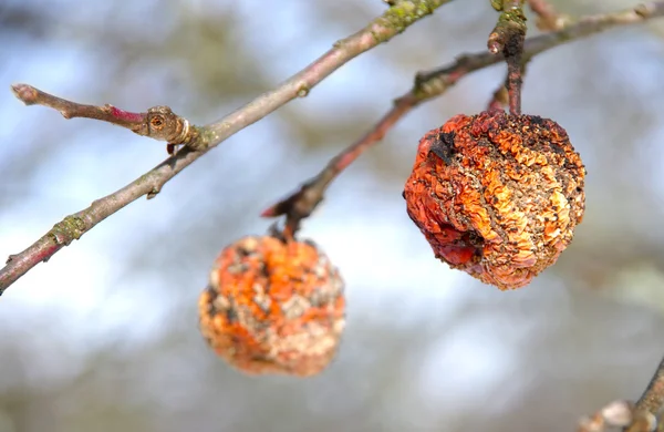 Maçã congelada e seca na árvore — Fotografia de Stock