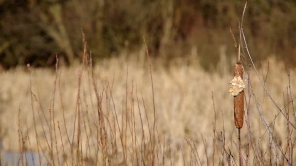 Zapomenuté reed — Stock video