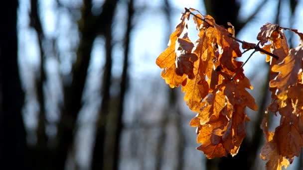Las hojas de los árboles en invierno — Vídeo de stock