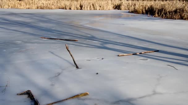 Zugefrorener Teich — Stockvideo