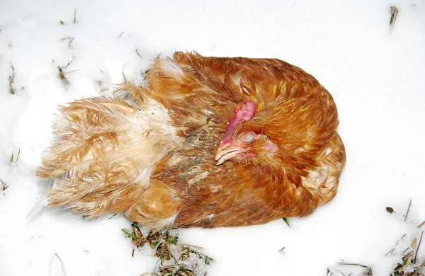 Dead chicken — Stock Photo, Image