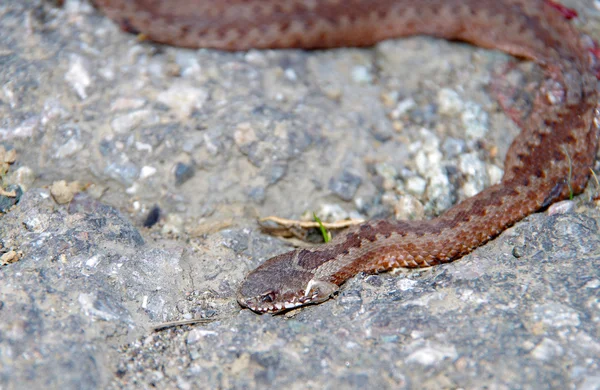 Viper snake — Stock Photo, Image