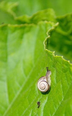 Yeşil yapraklı bir salyangoz