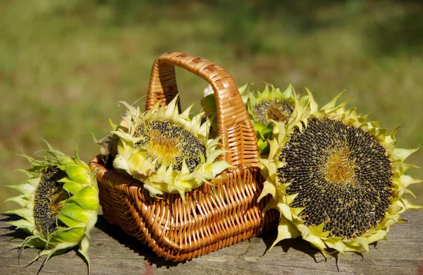 Sunflowers in a basket. — Stock Photo, Image