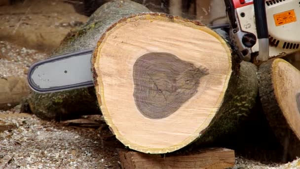 Chainsaw cutting wood — Stock Video