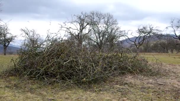 Äste von Bäumen im Obstgarten abschneiden. — Stockvideo