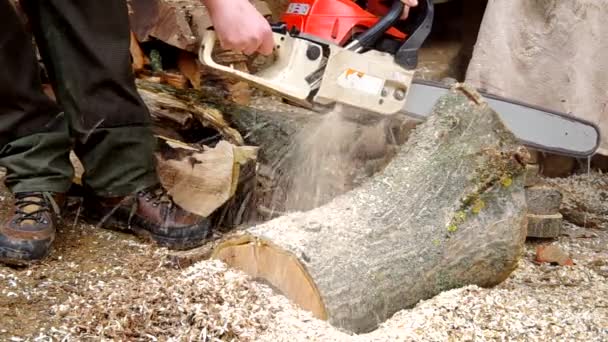 Chainsaw cutting wood — Stock Video